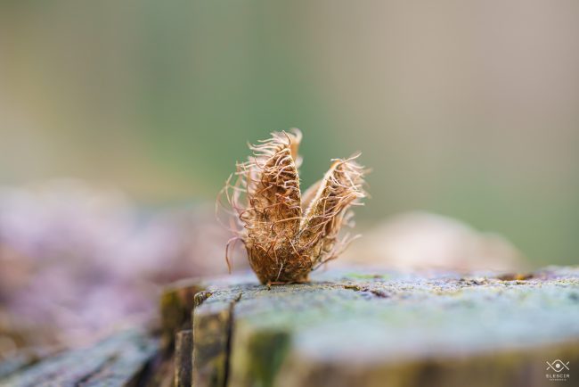 NATURA_220104_074618