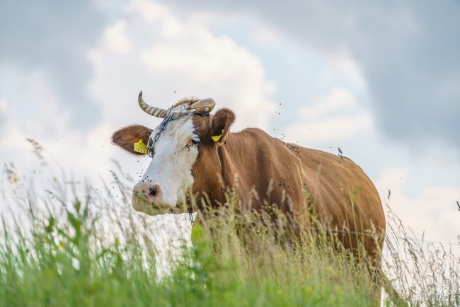 ZWIERZETA_220104_081255