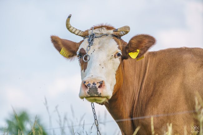 ZWIERZETA_220104_081312