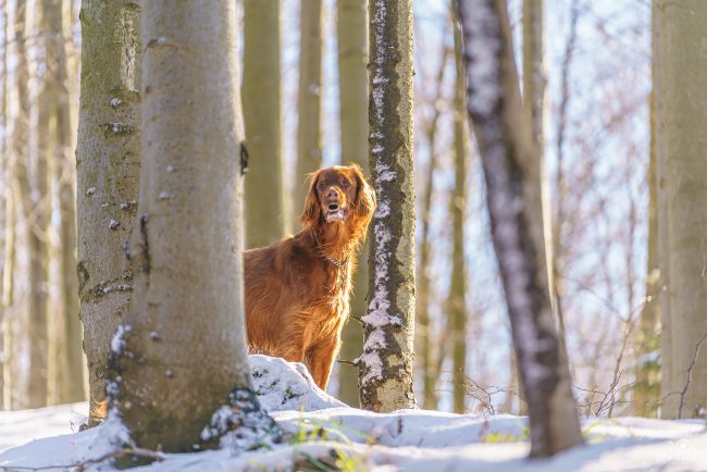 ZWIERZETA_220104_081327