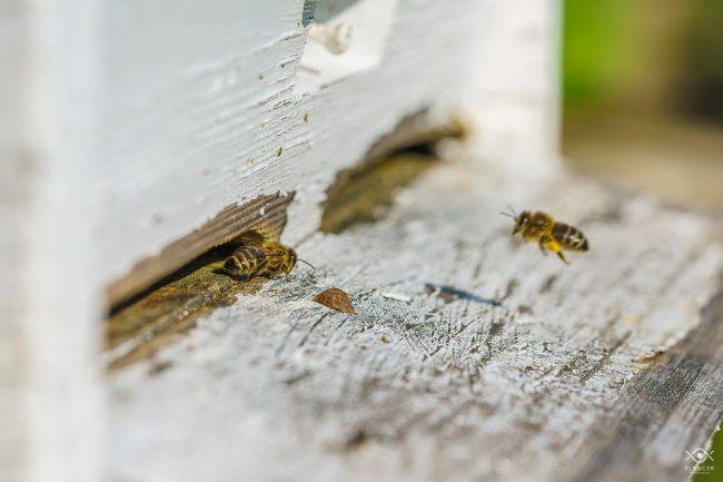 ZWIERZETA_220104_081349