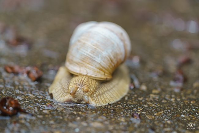 ZWIERZETA_220104_081409