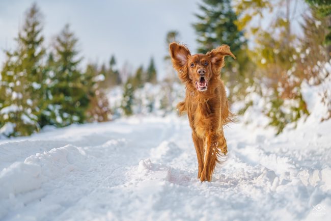 ZWIERZETA_220104_081525