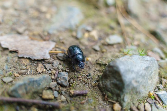 ZWIERZETA_220104_081538