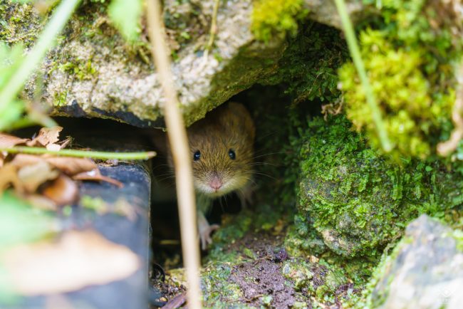 ZWIERZETA_220104_081552