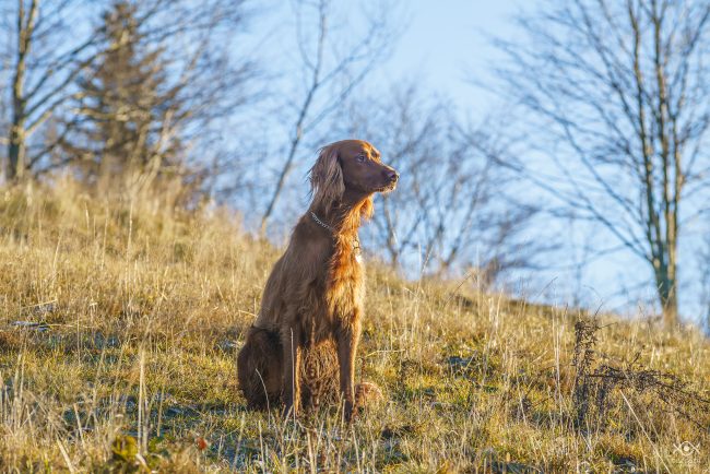 ZWIERZETA_220104_081606