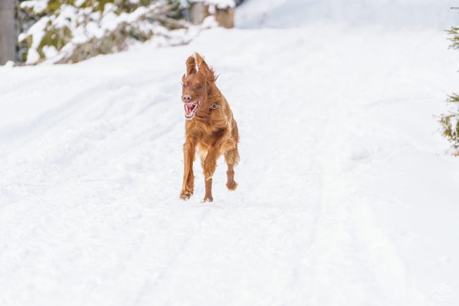 ZWIERZETA_220104_081622