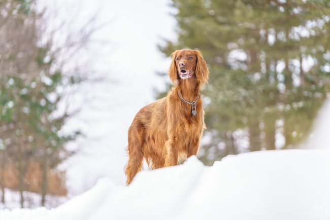 ZWIERZETA_220104_081637