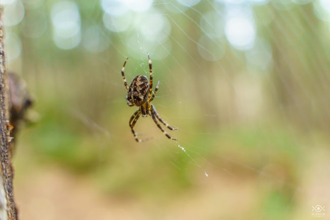 ZWIERZETA_220104_081651